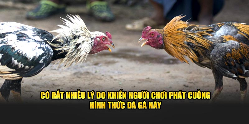 Có rất nhiều lý do khiến người chơi phát cuồng hình thức đá gà này