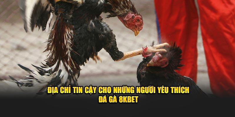 Địa chỉ tin cậy cho những người yêu thích đá gà 8KBET