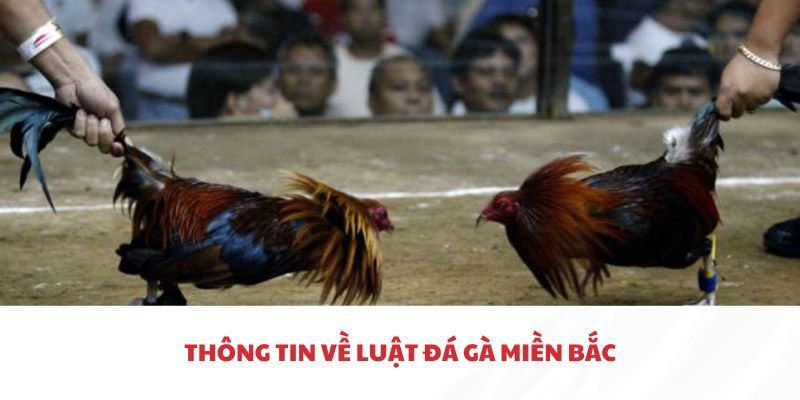 Giới thiệu về luật đá gà miền Bắc